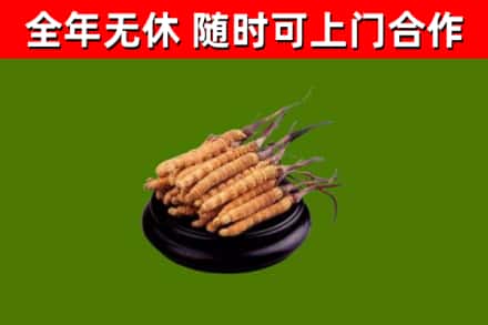 东风回收冬虫夏草
